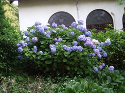 ご近所の紫陽花.JPG