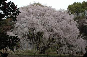 六義園の満開の枝垂れ桜.JPG